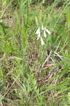 Eastern whiteflower beardtongue